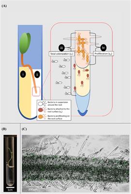 Framework for Quantification of the Dynamics of Root Colonization by Pseudomonas fluorescens Isolate SBW25